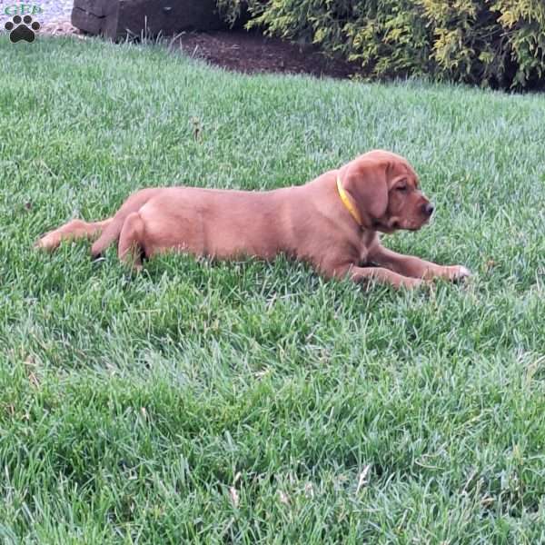 Chloe, Fox Red Labrador Retriever Puppy